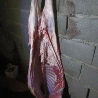 گوشت تازه