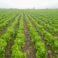 گاهو سفید روغنی