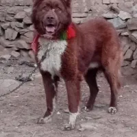 سگ قدر جونی