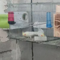 جفت‌لوتینو با دوعدد جوجه پنج روزه