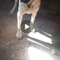 گمشده