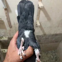 نر پلنگ کلاهی|پرنده|کرمان, |دیوار