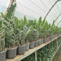 پخش عمده گل زاموفیلیا