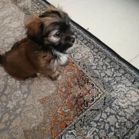 پاپی نژاد مالتیپو