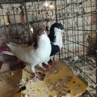 کفتر طوقی و پلاکی وشهرستانی|پرنده|شهریار, شهرک بهاران (ویره)|دیوار