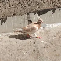 ابلغ‌سیاه‌ماده‌درشت‌درشاهنامه
