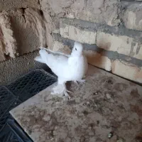 کفترنقش وصداکن|پرنده|خمینی‌شهر, |دیوار