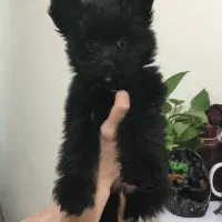 واگذاری توله پامر تریر