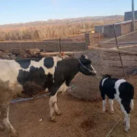 دو عدد گاو|حیوانات مزرعه|بوئین زهرا, |دیوار