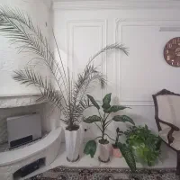 گل و گلدان آپارتمانی