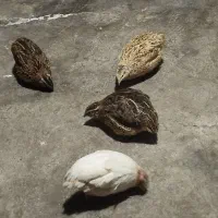 بلدرچین تخمگذار