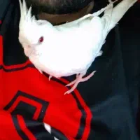 عروس پاریس (عروس هلندی ) گمشده