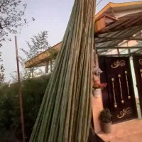 نی خیزران بامبو|گل و گیاه طبیعی|رحیمآباد, |دیوار