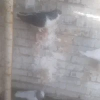 سلام کفترا قلدور نرکشکلک واکسی ده به دهکفتر بنب