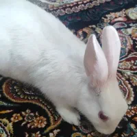 خرگوش