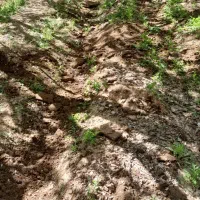 تیلرزنی وسم پاشی باغ و گلخانه