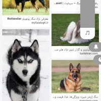سگ پیدا شده