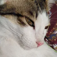 واگذاری گربه خانگی