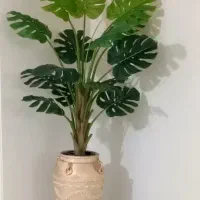 درخت خارجی برگ انجیری