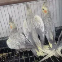 جوجه عروس هلندی|پرنده|کاشان, شهرک ۲۲ بهمن|دیوار