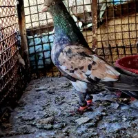 پرنده کله ای ارتشی ....