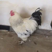 مرغ و خروس برهما