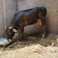 گوساله