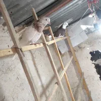 کفتر|پرنده|تهران, خرمشهر|دیوار