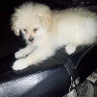 سگ پامرشیتز|سگ|بندر کنگان, |دیوار