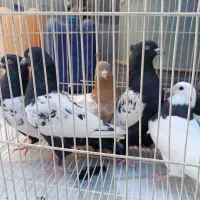 کبوتر رنگی|پرنده|زابل, |دیوار