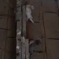 جوجه دمبی|پرنده|گتوند, |دیوار