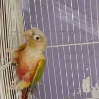 گرینچیک نر بالغ
