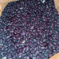 حبوبات تازه|خوردنی و آشامیدنی|اقبالیه, |دیوار