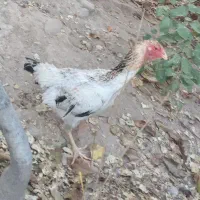 جوجه اوشامو|حیوانات مزرعه|اردبیل, |دیوار