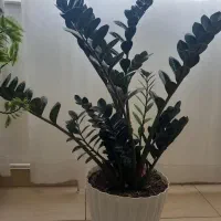 گل زاموفیلا