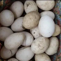 تخم غاز محلی و قوغاز نطفه دار