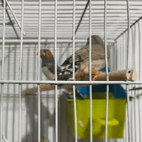 فنچ زبرا|پرنده|یزد, |دیوار