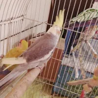 جفت عروس هلندی معاوضه