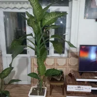 گل طبیعی|گل و گیاه طبیعی|ارومیه, |دیوار