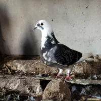 کبوتر ماده جان آردن مسافتی|پرنده|دابودشت, |دیوار