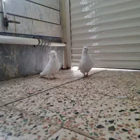 جفت کبوتر تهرونی و یدونه هملت