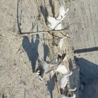 قوقاز لیندا قو قاز افریقای|حیوانات مزرعه|گرگان, |دیوار