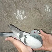 مسافتی جفت جانسون