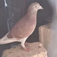 کبوتر|پرنده|شبانکاره, |دیوار