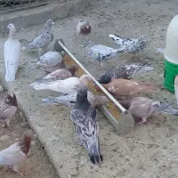 کبوتر نامور|پرنده|قزوین, |دیوار