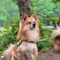 واگذاری نژاد شیرانیان|سگ|رشت, پل تالشان|دیوار