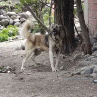 سگ سرابی بوغش