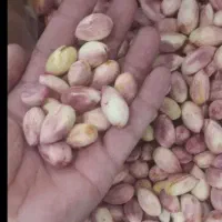 پسته دانه تازه فیض آباد کارتن شده 380 خوشه 175|عمده‌فروشی|تهران, افسریه شمالی|دیوار