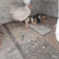 مرغ وجوجه گلین تخم مرغ نطفه دار موجود است|حیوانات مزرعه|رفسنجان, |دیوار