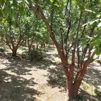 فروش ۱۰۰۰ متری در گلدشت